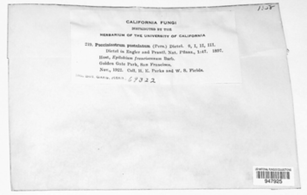 Pucciniastrum epilobii image
